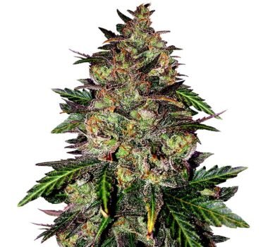 Sunset Sherbet seeds for sale