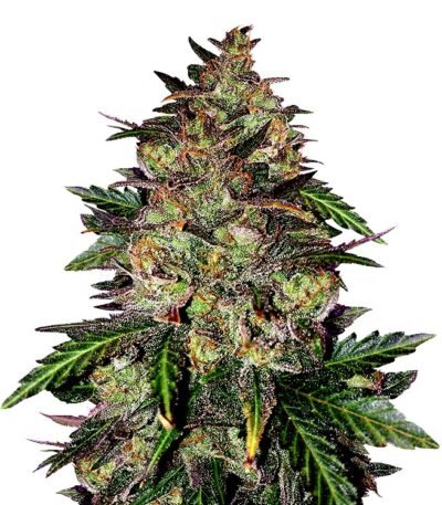 Sunset Sherbet seeds for sale