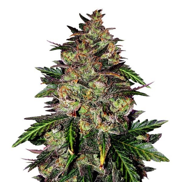 Sunset Sherbet seeds for sale