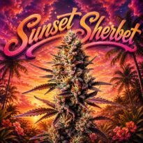 Image of Sunset Sherbert seeds 89 90 88 5 seeds - Gelato Seeds