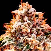 Super Glue feminized cannabis seeds for sale