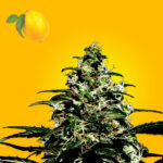 Super Lemon Haze autoflower seeds