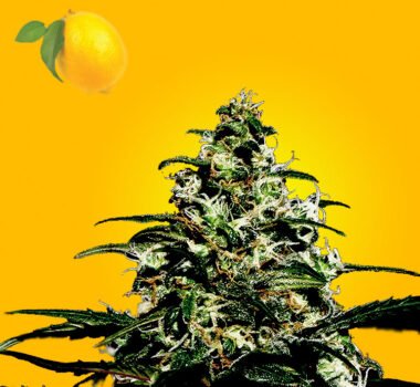 Super Lemon Haze autoflower seeds