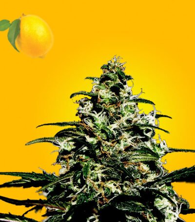 Super Lemon Haze autoflower seeds