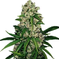 Super Silver Haze strain