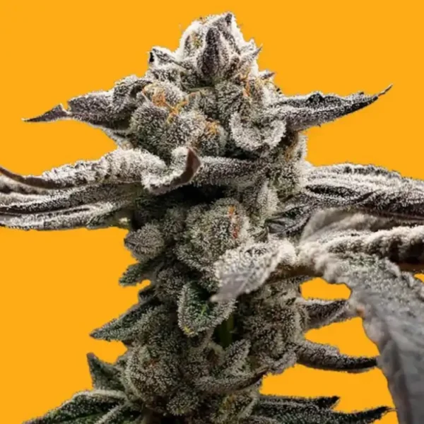 Tangie Candie strain by Elev8 Seeds