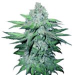Trainwreck Autoflower