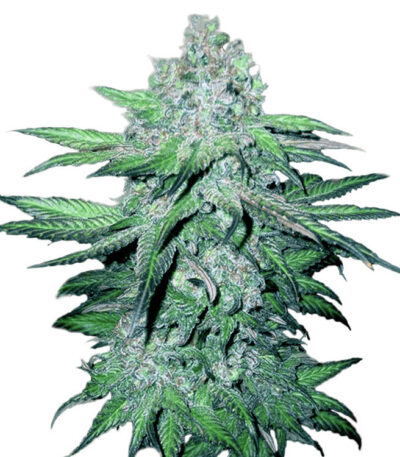 Trainwreck Autoflower