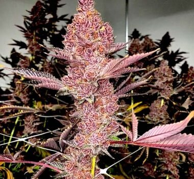 Tropicana Cherry strain