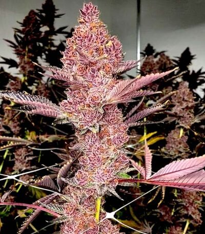 Tropicana Cherry strain