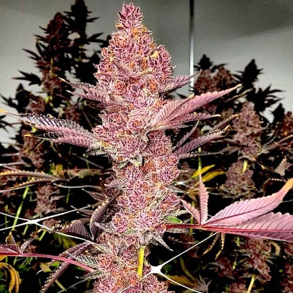 Tropicana Cherry strain