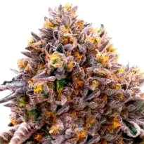 Ultraviolet OG seeds for sale