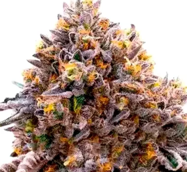 Ultraviolet OG seeds for sale