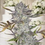 Image of Wedding Cake Auto 88 89 90 5 seeds - Gelato Seeds