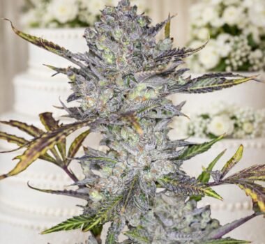 Image of Wedding Cake Auto 88 89 90 5 seeds - Gelato Seeds