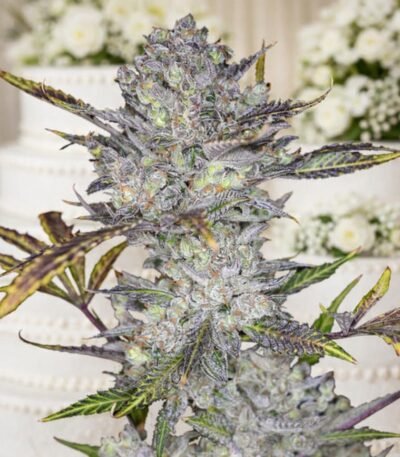 Image of Wedding Cake Auto 88 89 90 5 seeds - Gelato Seeds