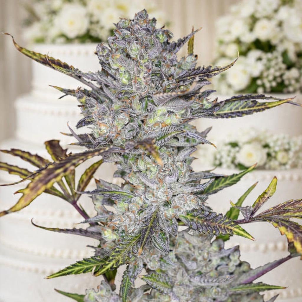 WEDDING CAKE AUTOFLOWER Image of Wedding Cake Auto 88 89 90 5 seeds - Gelato Seeds