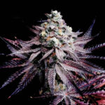 White Truffle / White Truffles cannabis seeds