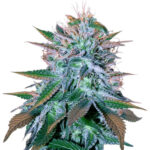 White Widow Auto seeds for sale : White Widow autoflower strain