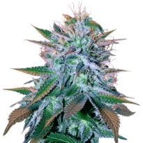 White Widow Auto seeds for sale : White Widow autoflower strain