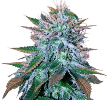 White Widow Auto seeds for sale : White Widow autoflower strain