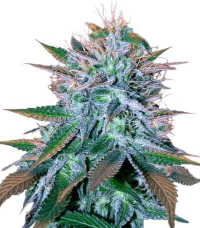 White Widow Auto seeds for sale : White Widow autoflower strain