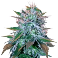 White Widow cannabis seeds for sale