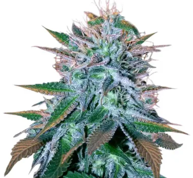 White Widow cannabis seeds for sale