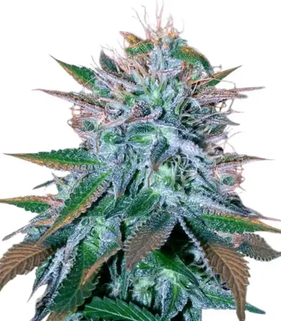 White Widow cannabis seeds for sale