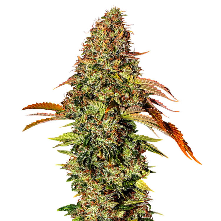Zkittlez OG Auto marijuana seeds Zkittlez Auto seeds / Zkittlez OG strain