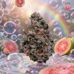 Image of Zoap 89 90 88 5 seeds - Gelato Seeds