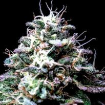 Zwonka cannabis seeds for sale