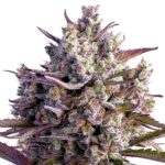 Blueberry Autoflower seeds