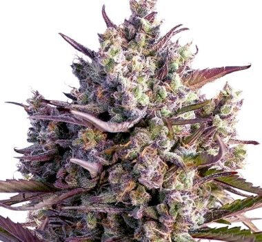 Blueberry Autoflower seeds