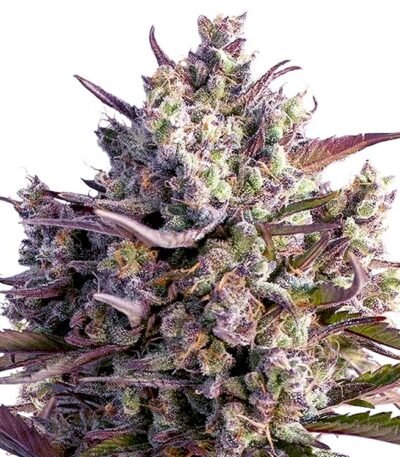 Blueberry Autoflower seeds