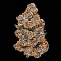 Image of Jealousy 89 90 88 5 seeds - Gelato Seeds
