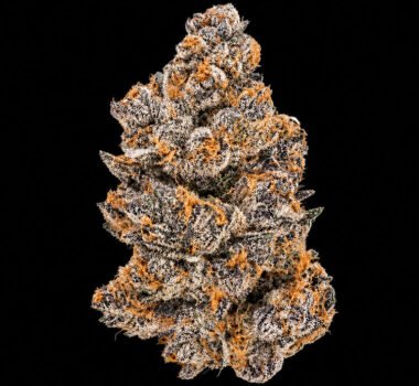 Image of Jealousy 89 90 88 5 seeds - Gelato Seeds