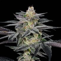 Nerds Rope S1 cannabis seeds strain photo