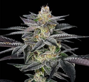 Nerds Rope S1 cannabis seeds strain photo