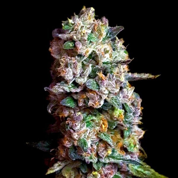 Pink Slurpee strain Elev8 Seeds