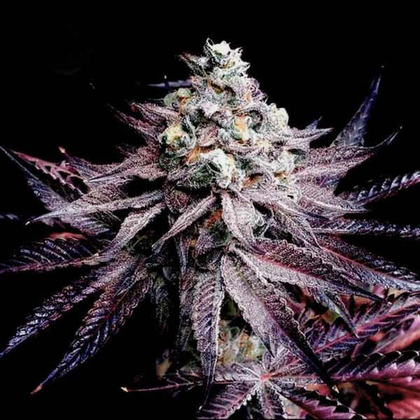 White Truffle feminized marijuana seeds for sale