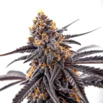 Thumbnail for Donny Burger 5 seeds 10 seeds 20 seeds - Gelato Seeds