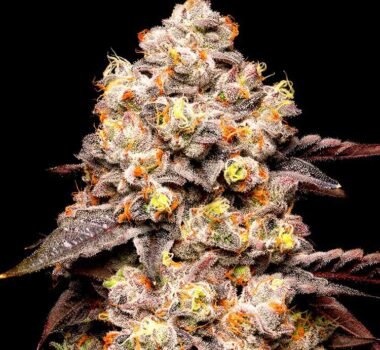 Dried Fruit seeds strain by Cookies