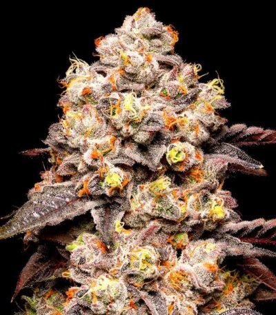 Dried Fruit seeds strain by Cookies