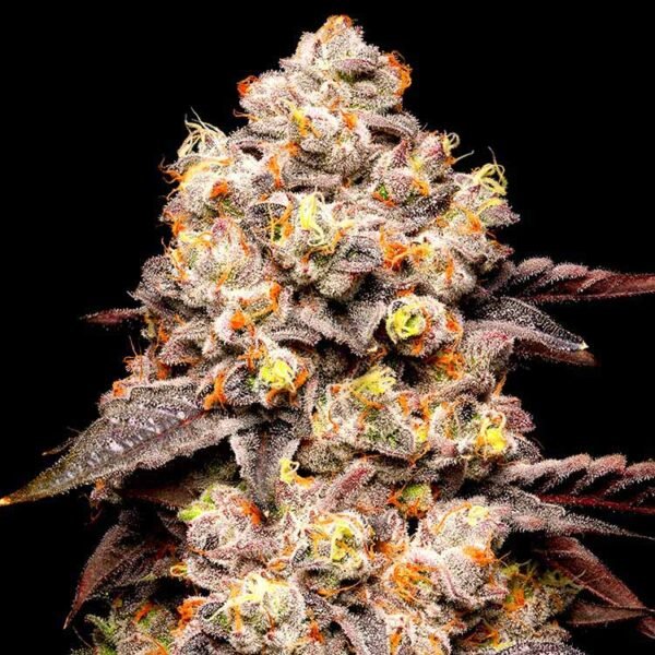 Dried Fruit seeds strain by Cookies