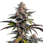 Glitter Bomb cannabis seeds for sale.