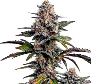 Glitter Bomb cannabis seeds for sale.