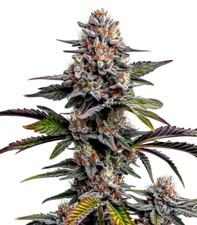 Glitter Bomb cannabis seeds for sale.