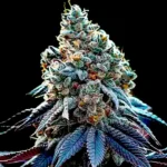 Ricky Bobby seeds strain