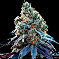 Ricky Bobby seeds strain